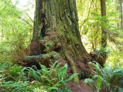 [Image is the bottom of a tree of which sits atop a fallen log. Parts of the top tree have grown over the dead one.]